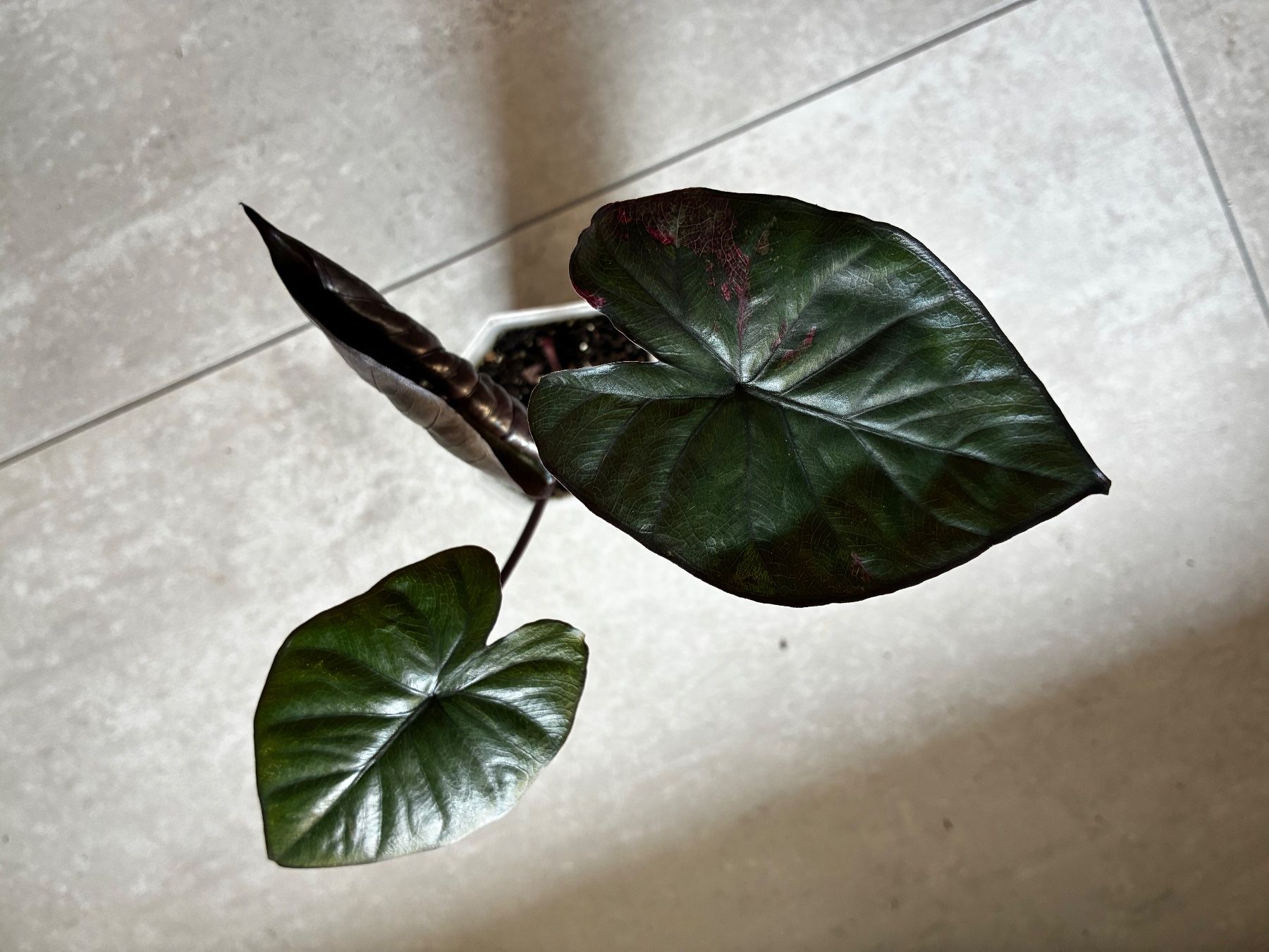 Piante & sementi: Alocasia Serendipity pink – Nuovo (secondo la descrizione) da Alchenflüh venduto da Timmmsen