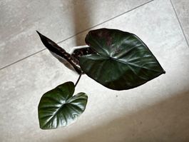 Alocasia Serendipity pink