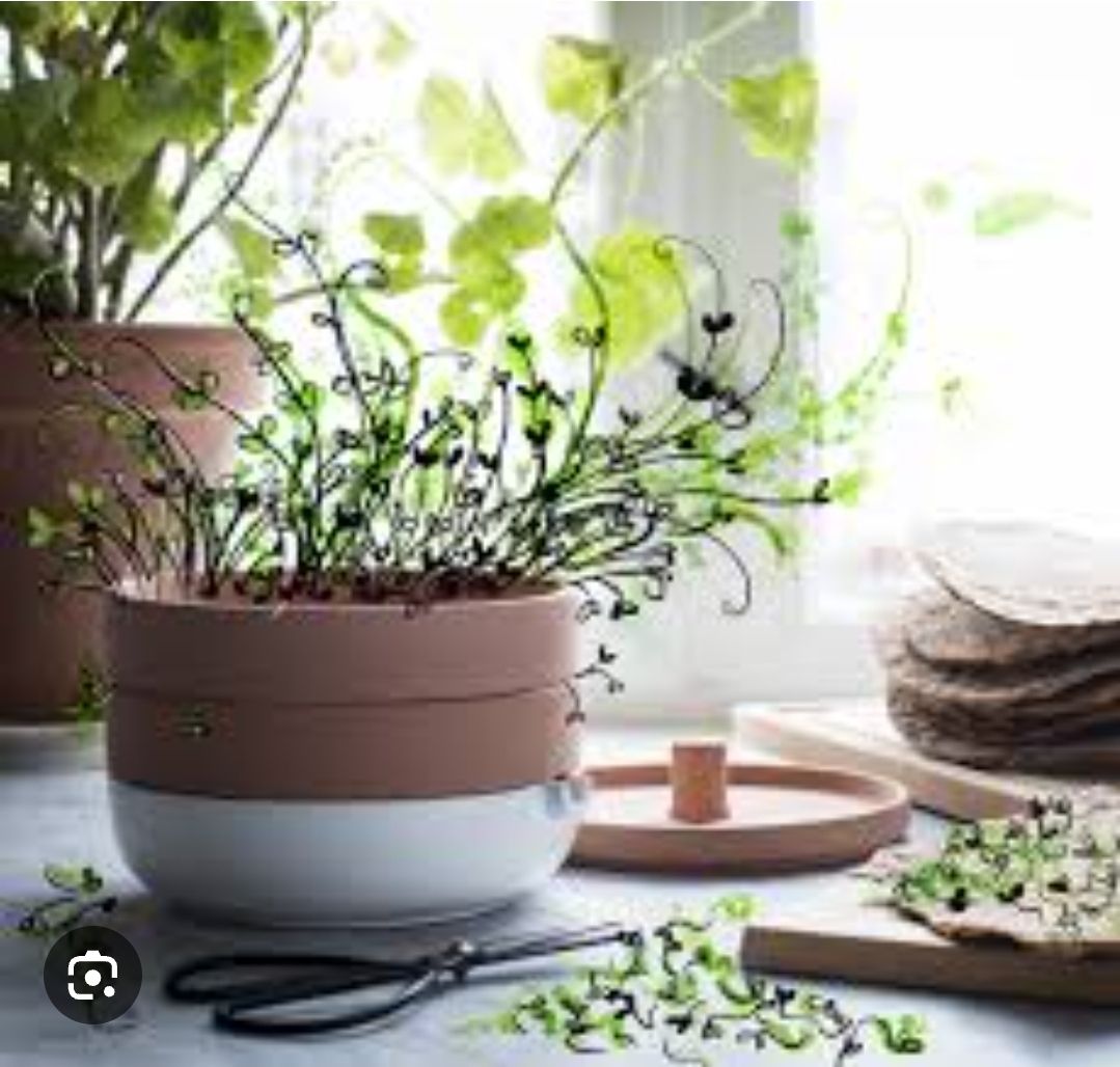 Ikea Appareils de cuisine: IKEA Sprout Maker Sprossengerät Terracotta White  – D'occasion à Zürich par pc2_tc9c 2