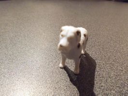 Hund weiss, schwarze Punkte