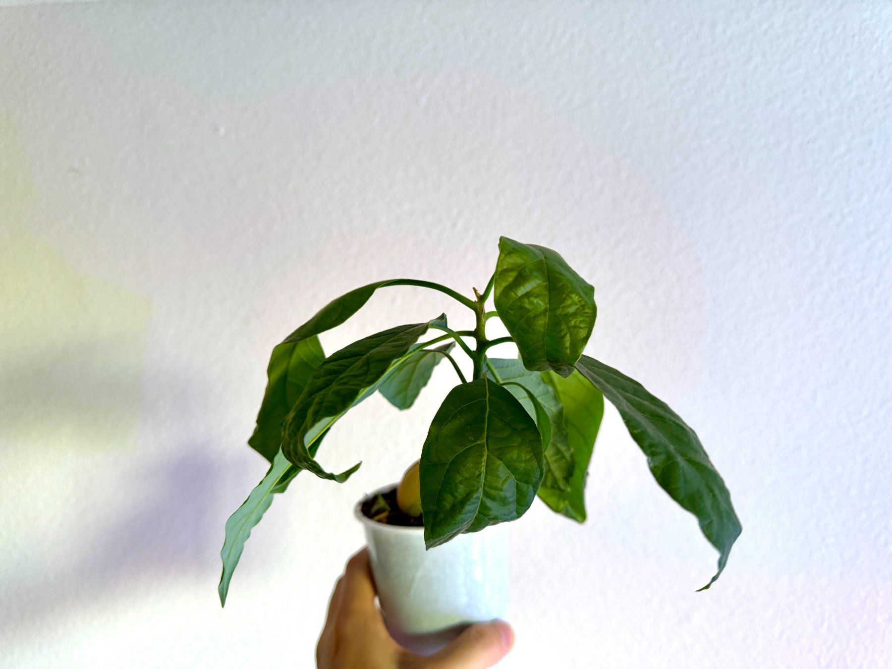 Pflanzen & Samen: Avocado Bonsai Baum (tilted trunk) – Gebraucht aus Schlieren von Edgar_k 3