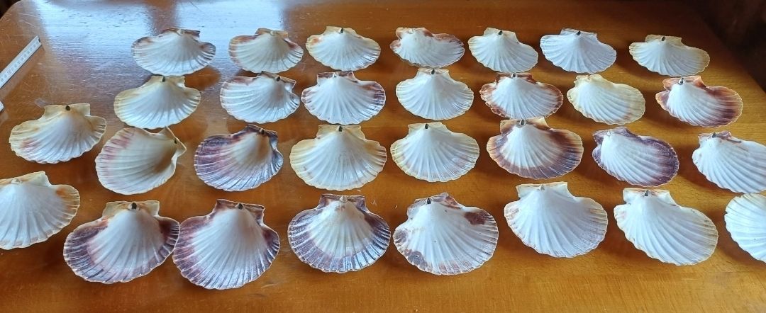 Tutte le decorazioni: 10 schöne Sommermuscheln Deko – Usato da Flaach venduto da ker_6ml7 2