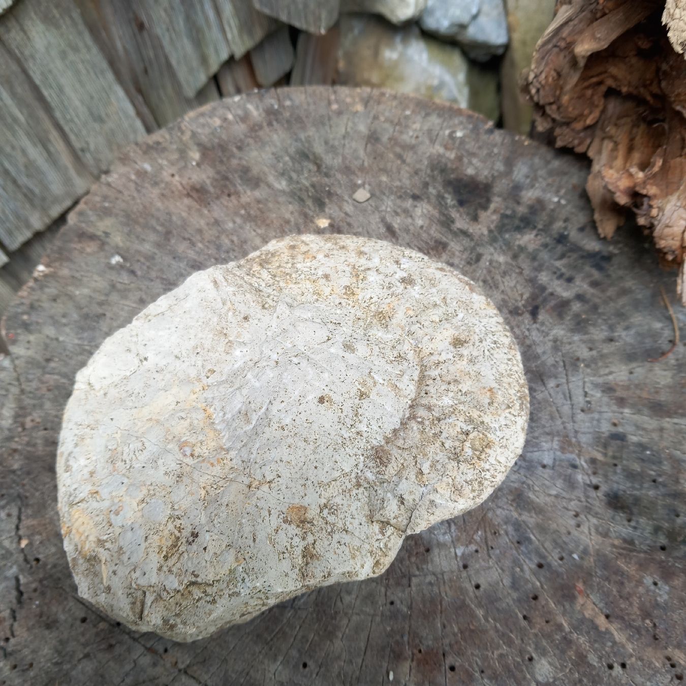 Fossiles: Fossil Stein – D'occasion à Ebnat-Kappel par blazzi 1