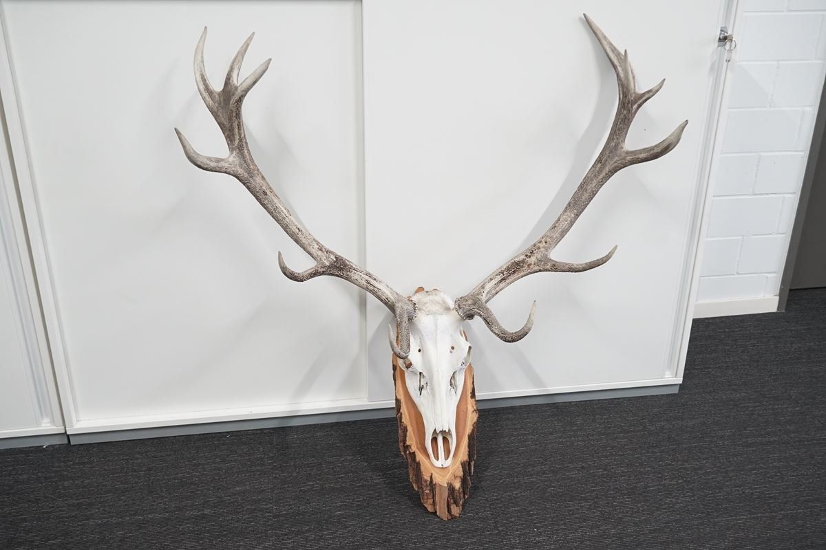 Sonstiges zum Sammeln & Seltenes: Rot-Hirsch Geweih Trophäe – Gebraucht aus Rüti ZH von Restwert_Rueti_ZH