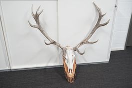 Rot-Hirsch Geweih Trophäe