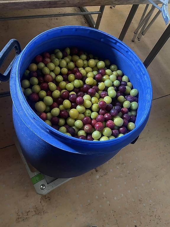Bevande alcoliche: Mirabellenschnaps zu verkaufen – Usato da Ostermundigen venduto da samot72 1