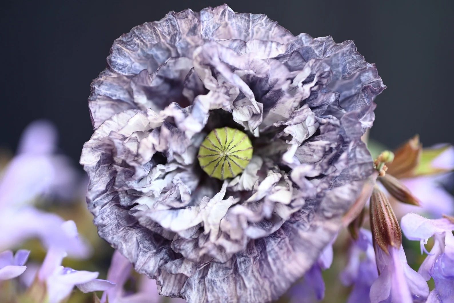Piante & sementi: 300 Samen Mohn AMAZING GREY Seidenmohn – Nuovo (secondo la descrizione) da Ehrendingen venduto da VerveinaSamen 5