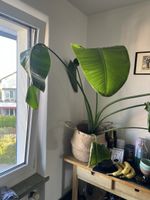 Strelitzia Zimmerpflanze in Korb grosser Zustand