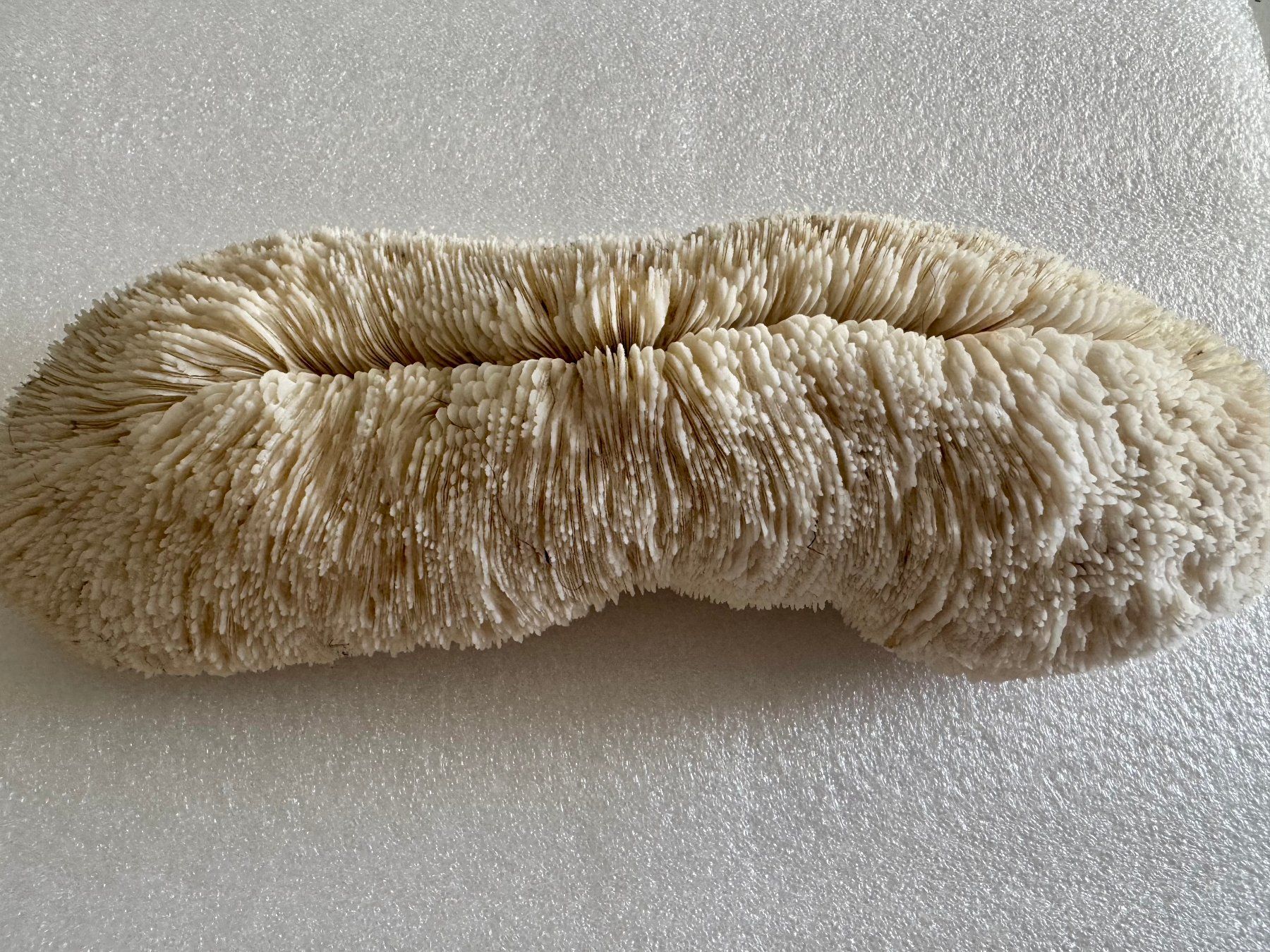 Fossilien: Koralle- weiss – Neu (gemäss Beschreibung) aus Biberist von Steine