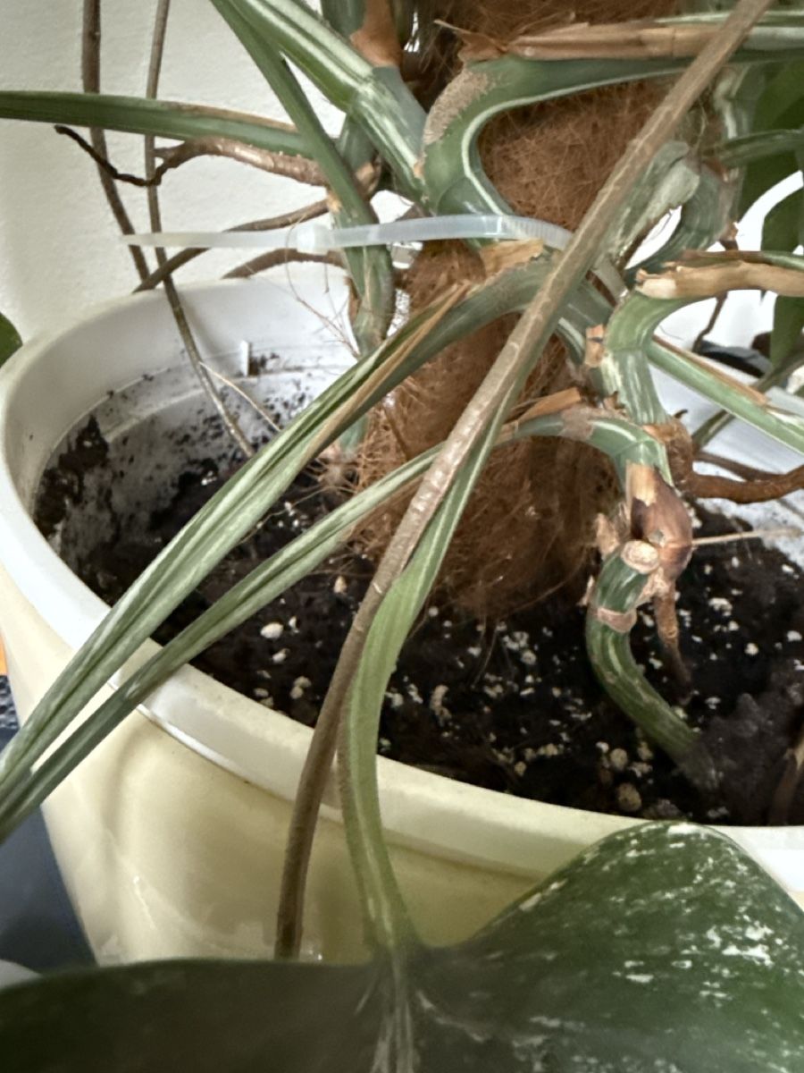 Piante & sementi: Monstera ganze Pflanze – Usato da Zug venduto da sir_pk 2