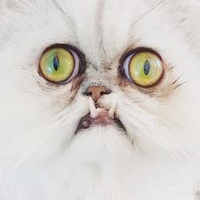 Profile image of MaisonMonteCarlo