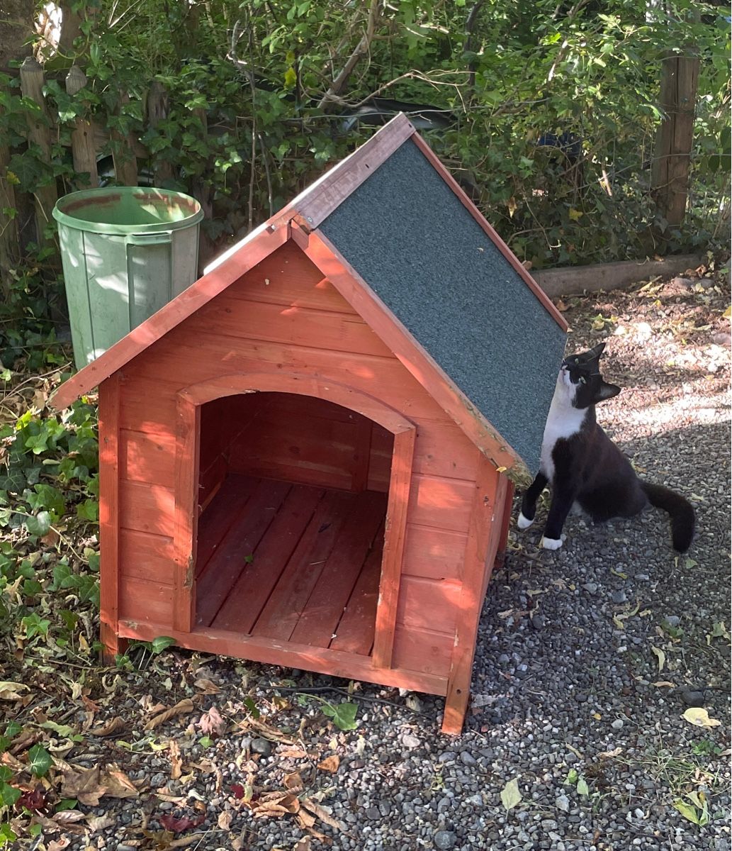 Rifugi: Coole Hundehütte – Usato da Winterthur venduto da TheVento1