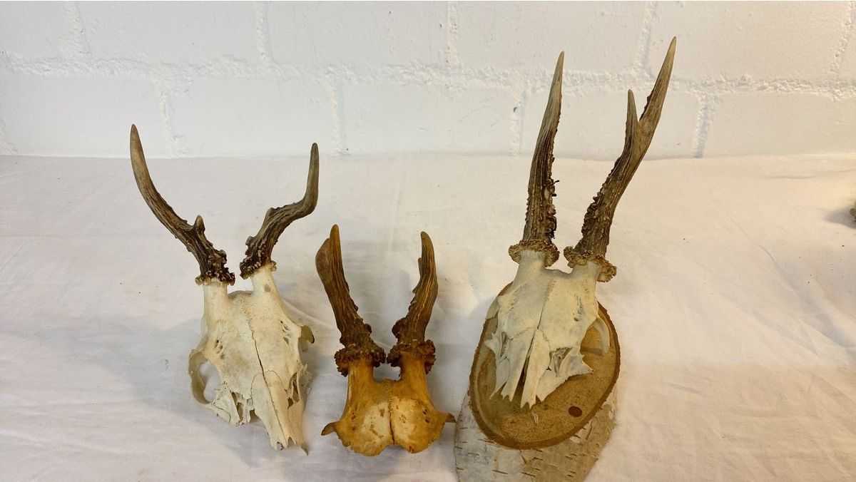 Il mondo degli animali: Rehbock Gehörn Trophäe Jagd Deko – Usato da sursee venduto da trilli-tralli