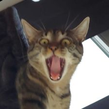 Profile image of Kev_le_Chef