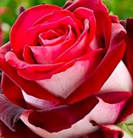Rosa Bäumchen rot-weiß, H 80 ca. Erwachsene Pflanze im Topf