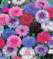 Ab 5.- fr 20 Samen Flockenblume MIX Centaurée Fiordaliso