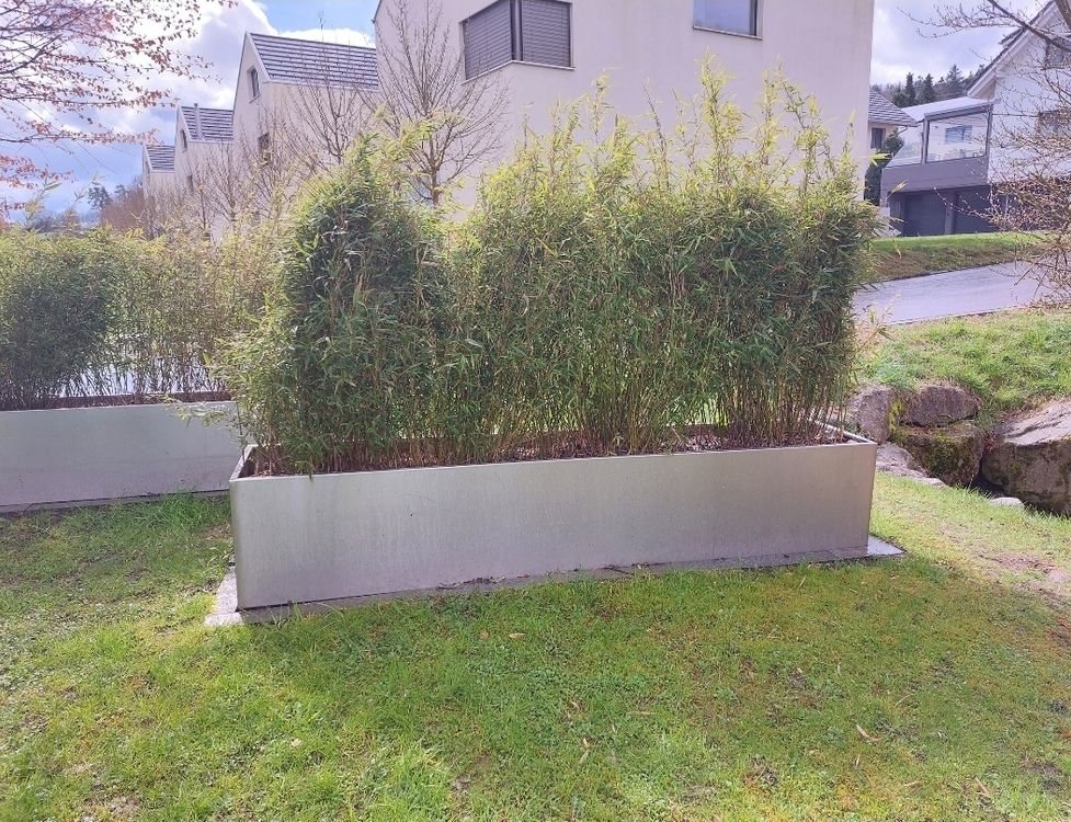 Sichtschutz Edelstahl/Bambus/Hecke Kaufen auf Ricardo