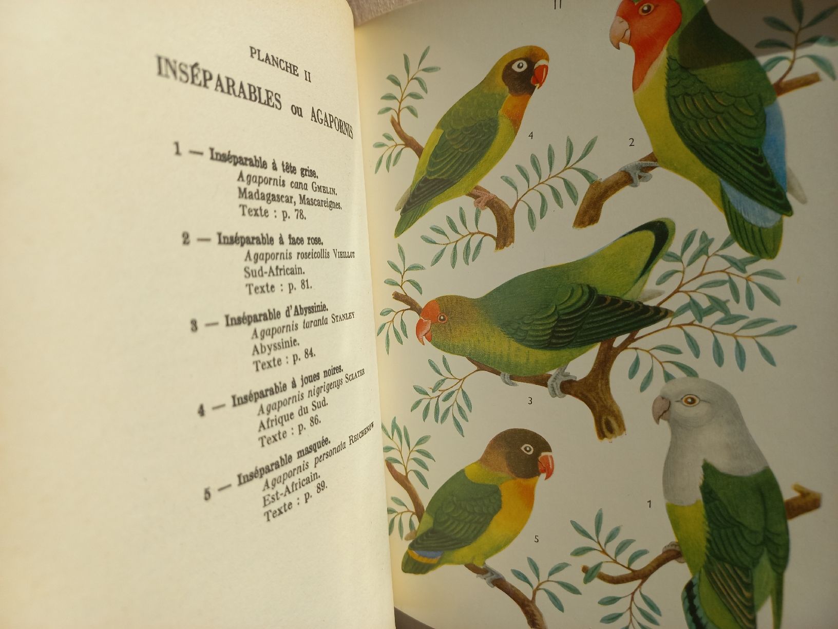 Libri: La perruche ondulée et les inséparables 1959. . – Usato da Dompierre FR venduto da fat_xth5 4