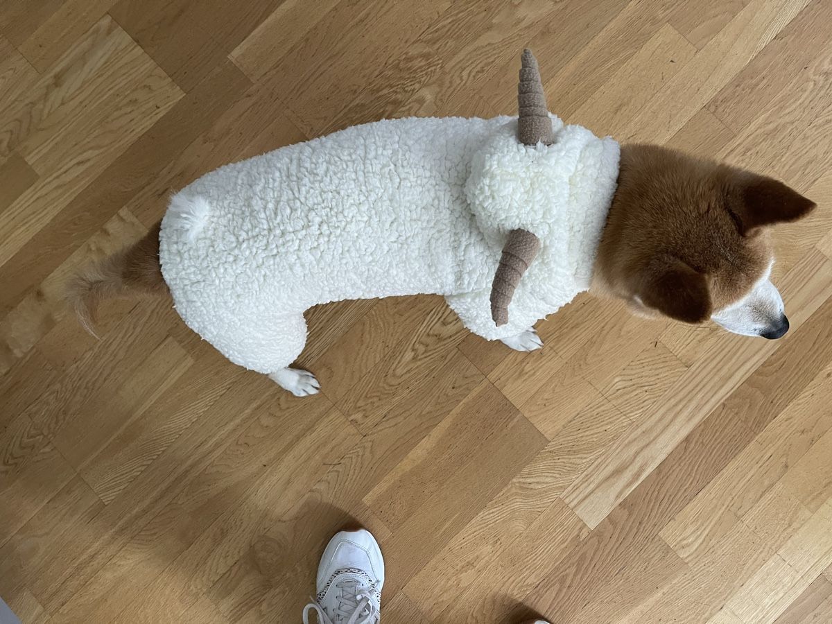 Abbigliamento: Pull d’hiver à capuche pour un chien – Nuovo (secondo la descrizione) da Neuchâtel venduto da yul_rg8p 6