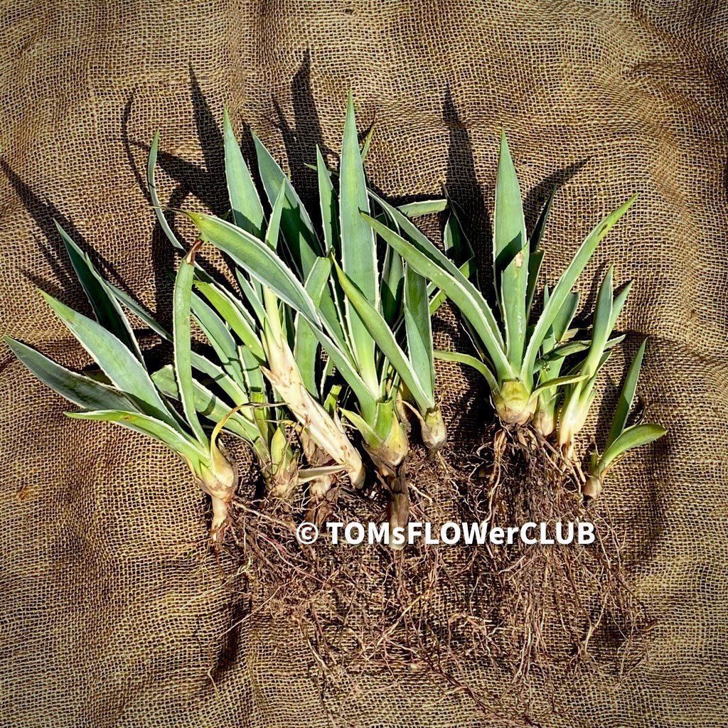 Piante & sementi: Agave Angustifolia Marginata - Sonne liebend – Nuovo e nell'imballaggio originale da Adliswil venduto da astom369 6