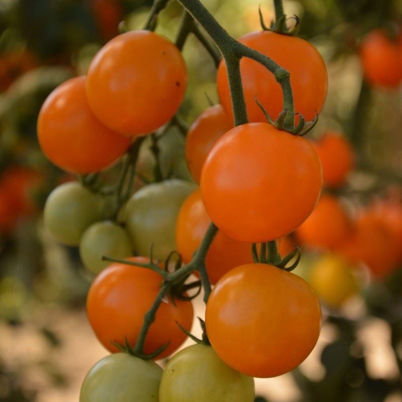Piante & sementi: 20 Samen Tomate FIGIEL Orange – Nuovo (secondo la descrizione) da Ehrendingen venduto da VerveinaSamen 3