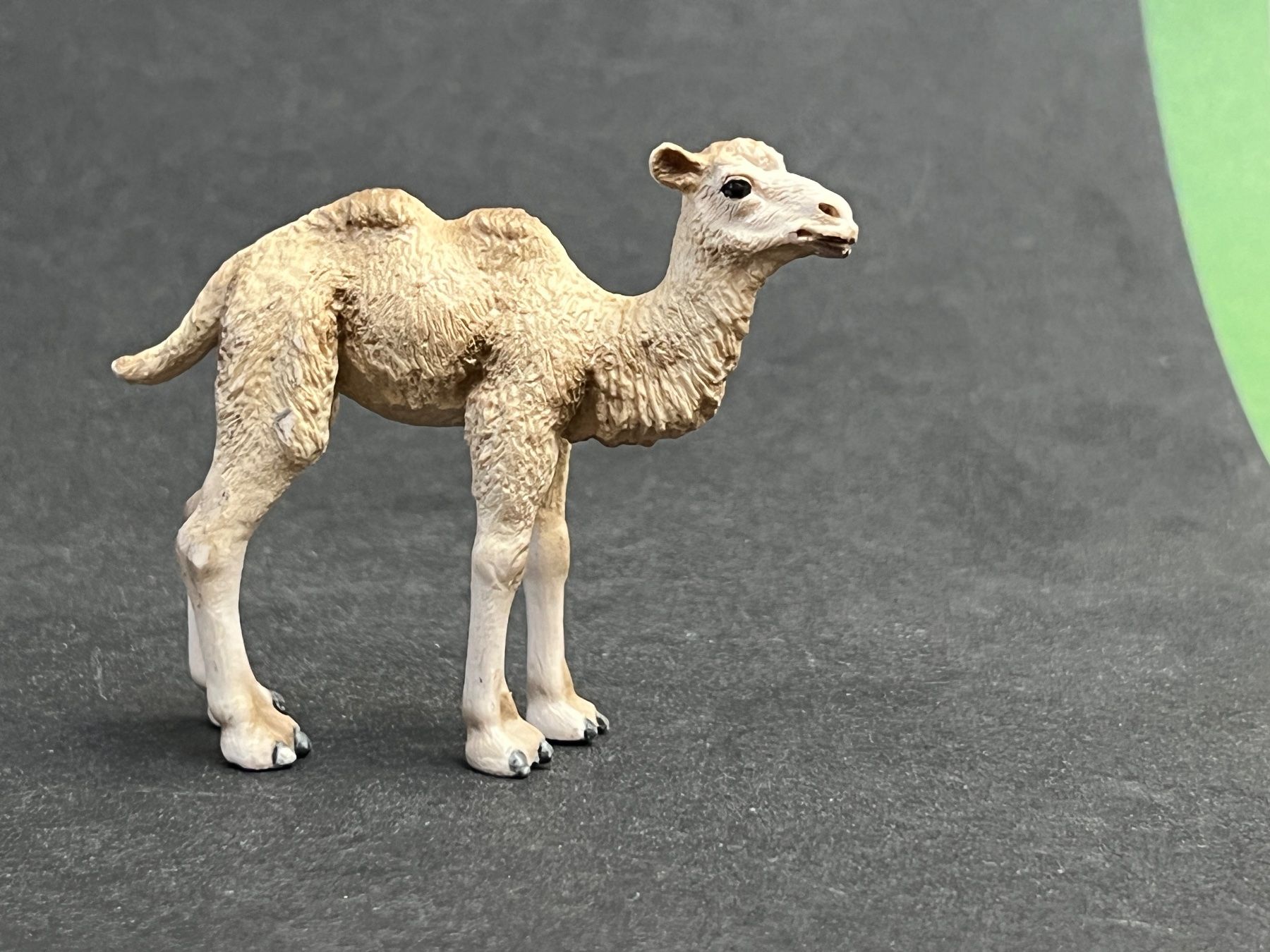 Schleich Statuette: Schleich Trampeltier Kamel Fohlen – Usato da Ennetbaden venduto da mapa05 7