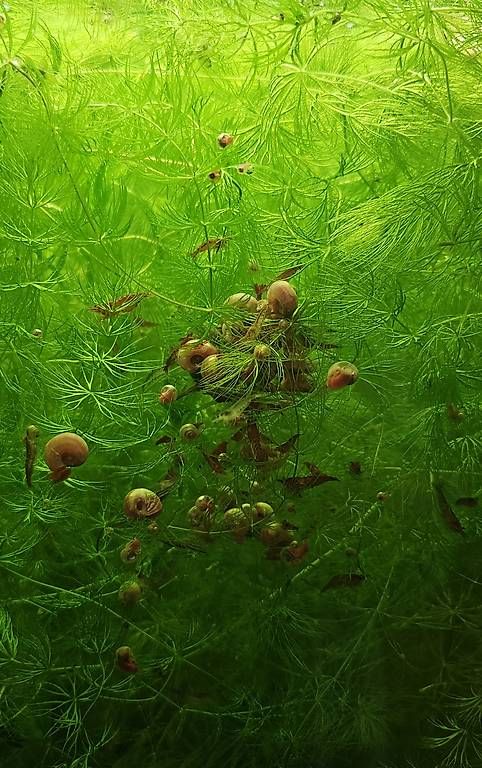 Piante & sementi: Aquarium Pflanzen – Usato da Bern venduto da oks_2td5