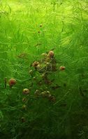 Aquarium Pflanzen