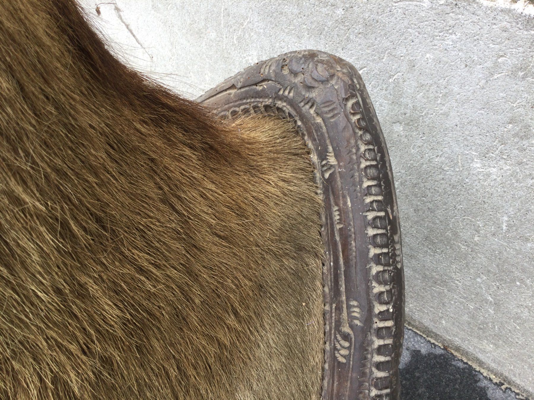 Il mondo degli animali: Antiker defekter ausgestopfter Hirschkopf mit Geweih – Difettoso da Wangen SZ venduto da kuriosum12 7