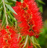 Ab 5.- 5 Samen Tropischer "CALLISTEMON CITRINUS"‪