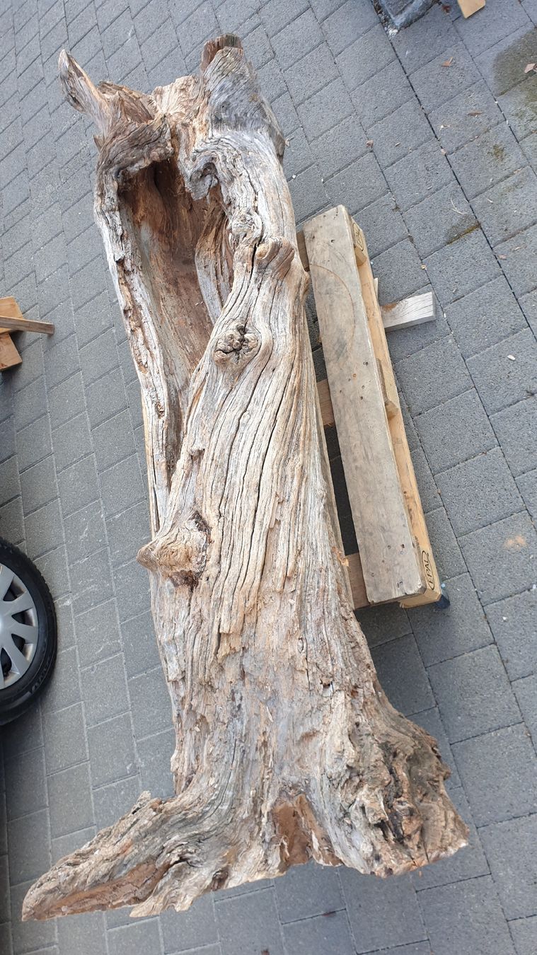Articoli in legno: Baumstamm Birnbaum – Nuovo (secondo la descrizione) da Embrach venduto da Olympia52 3