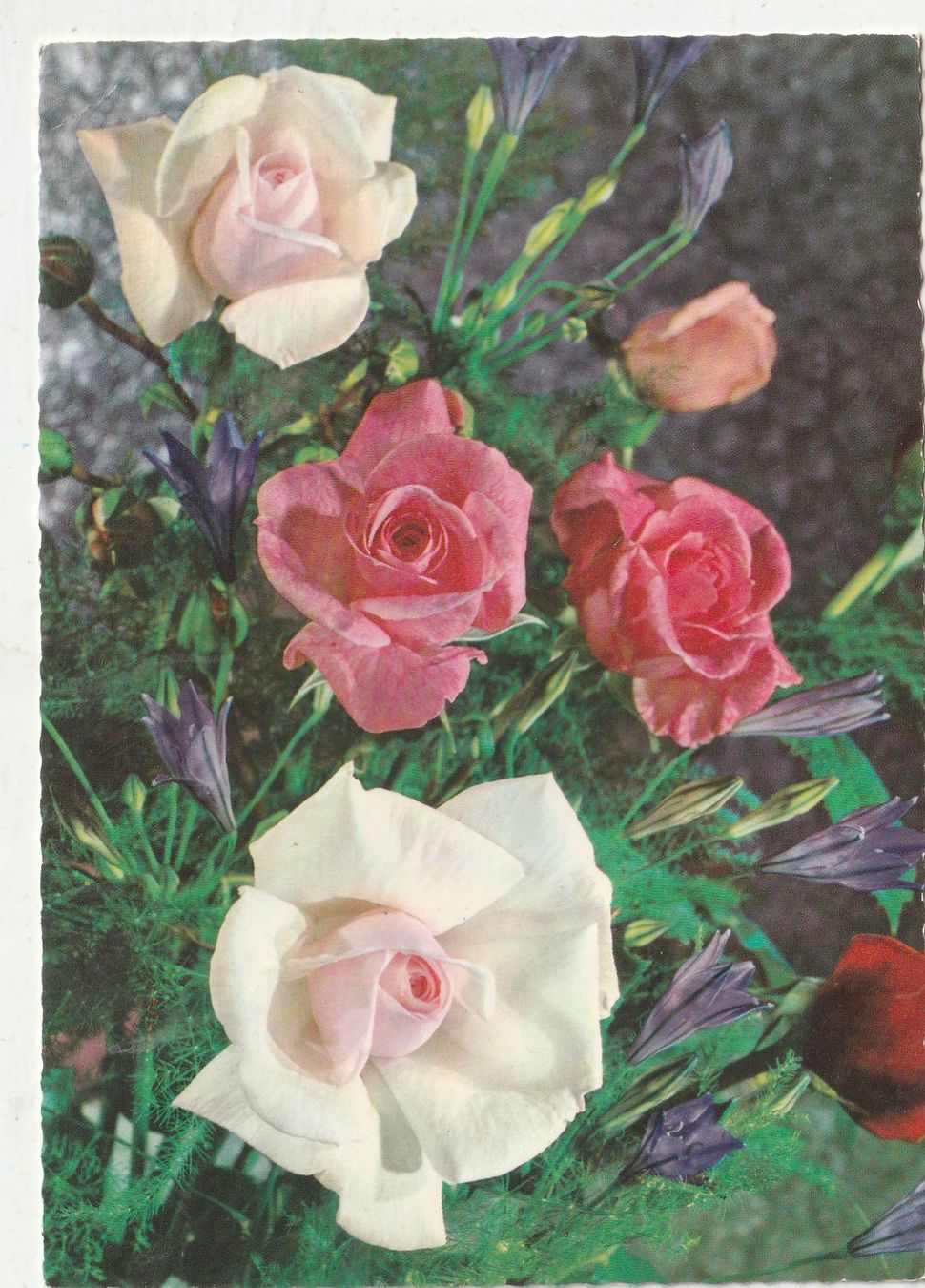 Cartoline postali: Blumenkarte – Usato da Lumbrein venduto da made02