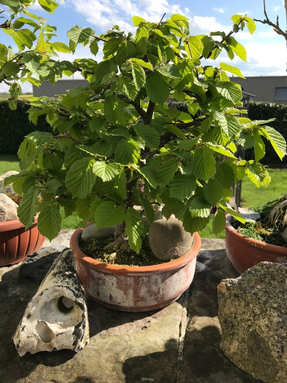 alter Bonsai Buche, winterhart Kaufen auf Ricardo