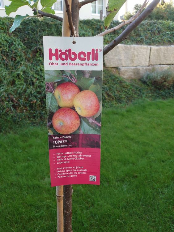 Hochstamm Apfelbaum Topaz Kaufen auf Ricardo