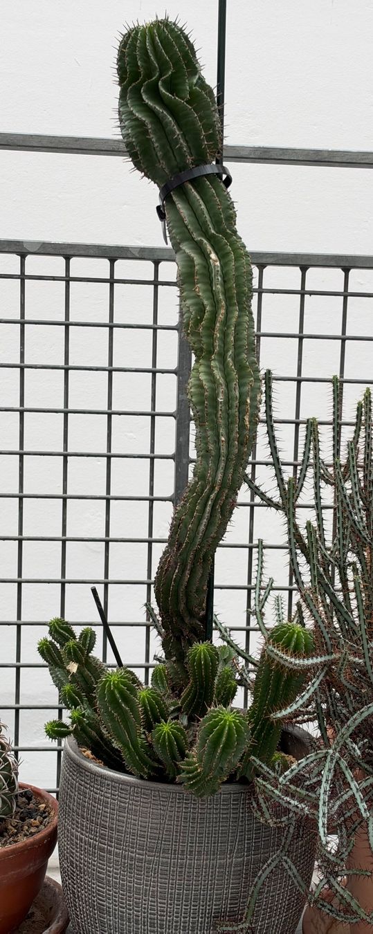 Piante & sementi: Euphorbia polygon – Usato da Arlesheim venduto da auktio999