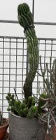 Euphorbia polygon