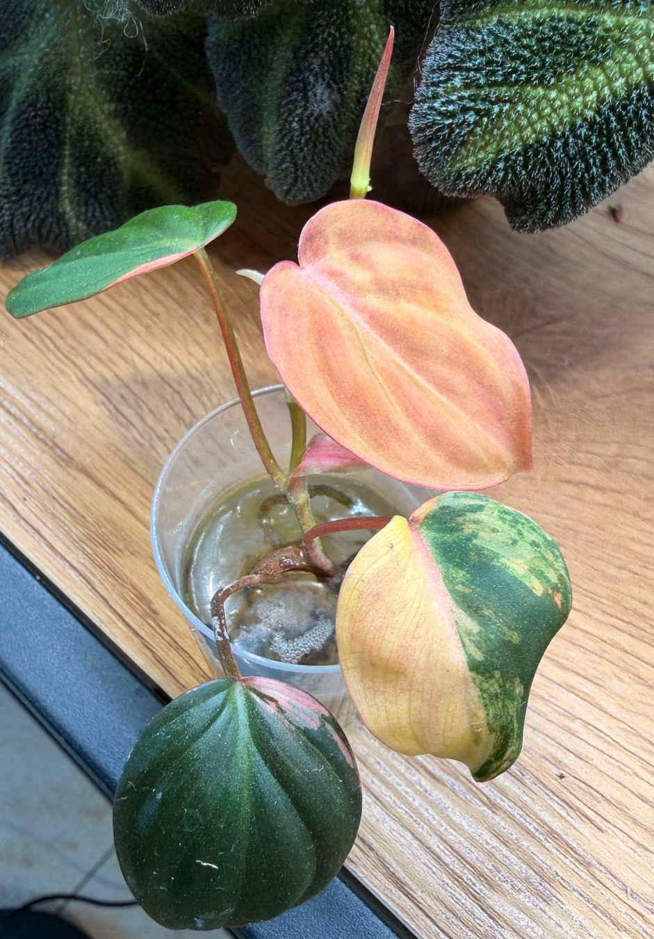 Piante & sementi: Philodendron Micans Variegata – Nuovo (secondo la descrizione) da Kaiseraugst venduto da dka_b97z