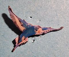 Pin fliegender Wellensittich