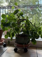 XL Pilea (Ufopflanze)