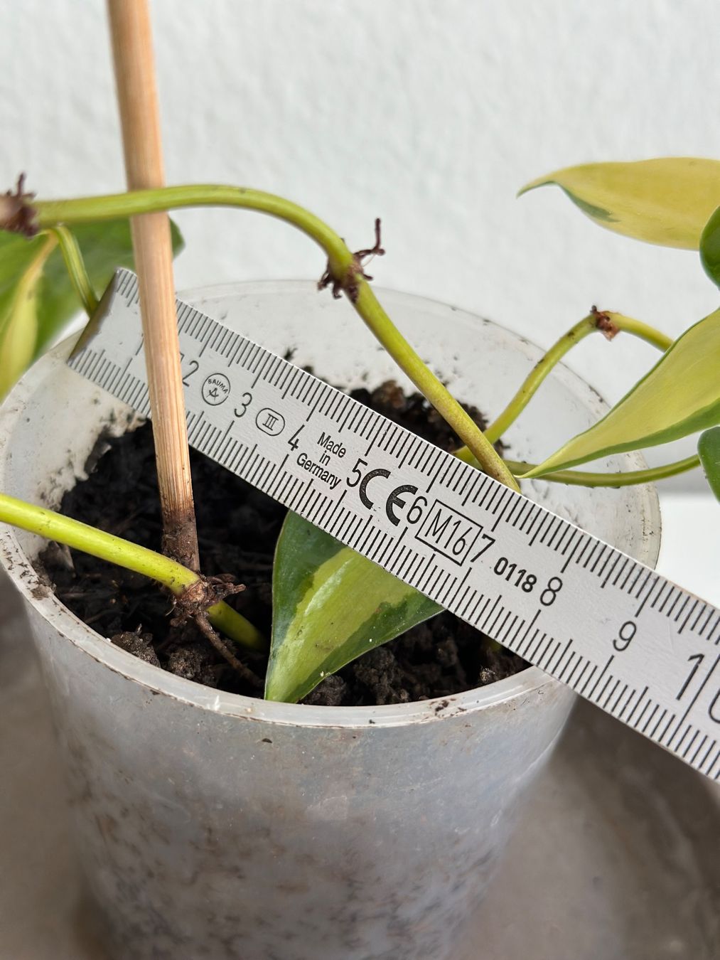 Pflanzen & Samen: Philodendron Scandens (Brasil) – Gebraucht aus Zürich von ong8 2