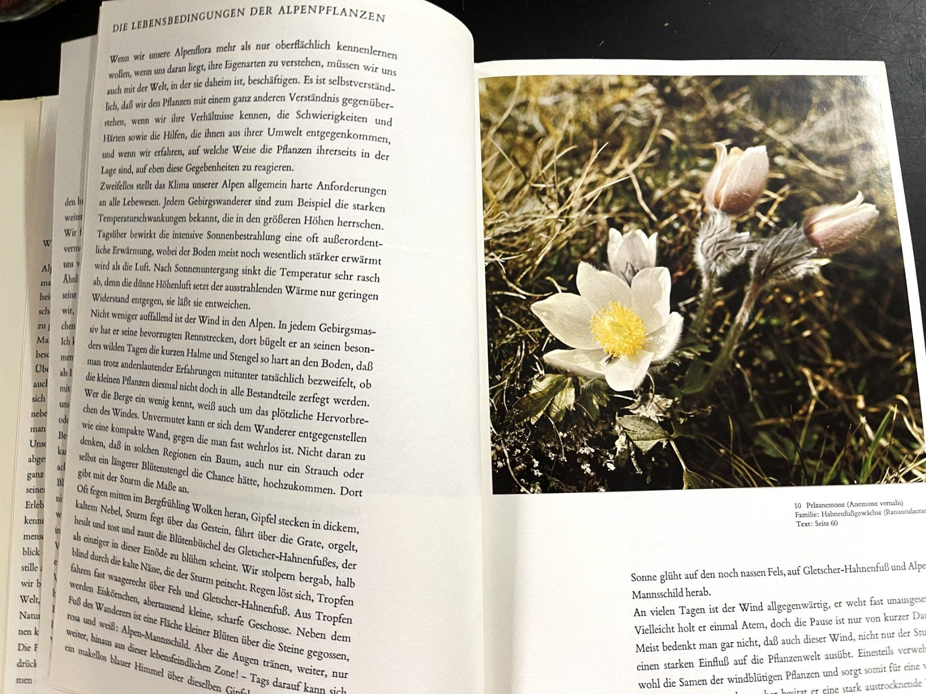 Libri: Silva Verlag, Alpenblumen, 1969 – Usato da Oftringen venduto da Vucki 3