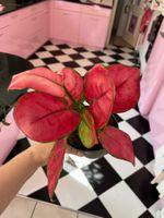 Belle aglaonema rose rouge plante d’intérieur