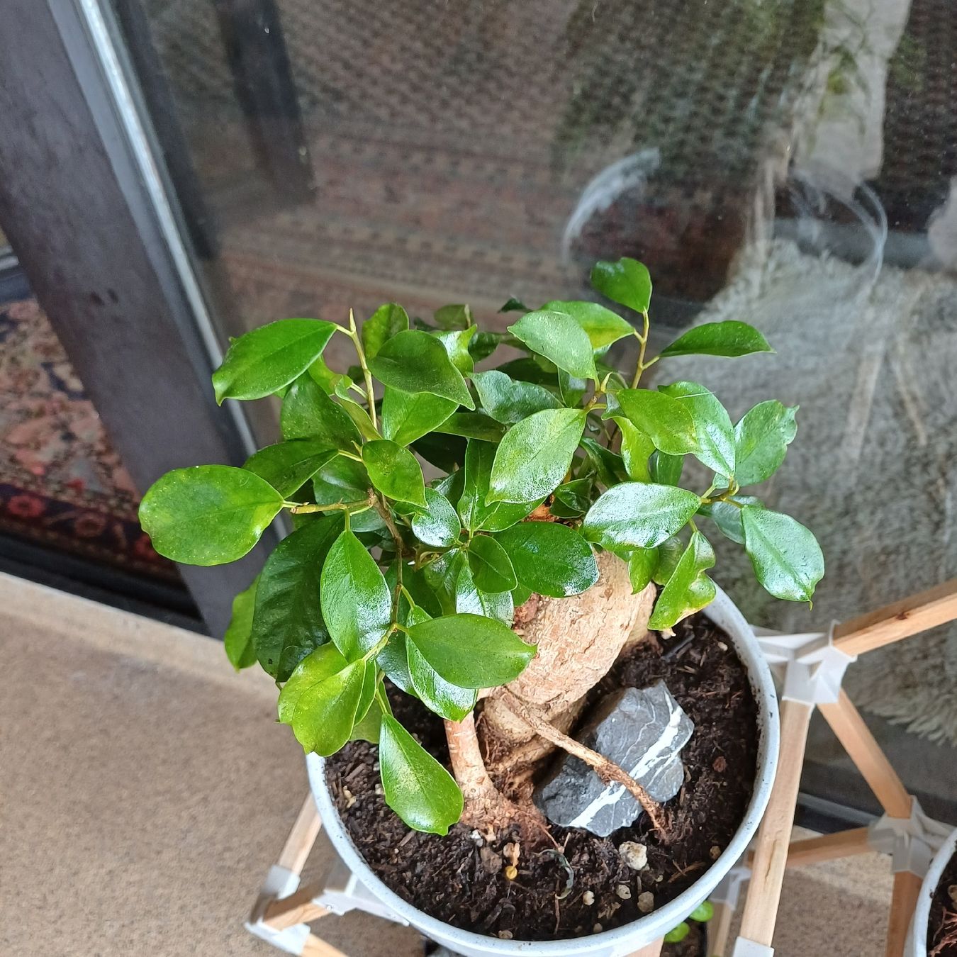 Piante & sementi: bonsai ginseng – Nuovo (secondo la descrizione) da Paradiso venduto da botanica.bruta 3