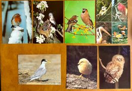 14 X Oiseaux - Cartes postales