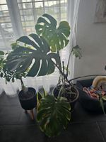 Monstera deliciosa Zimmerpflanze !ACHTUNG THRIPSEBEFALL!