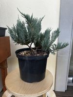 8-jähriger blauer Wacholder Bonsai