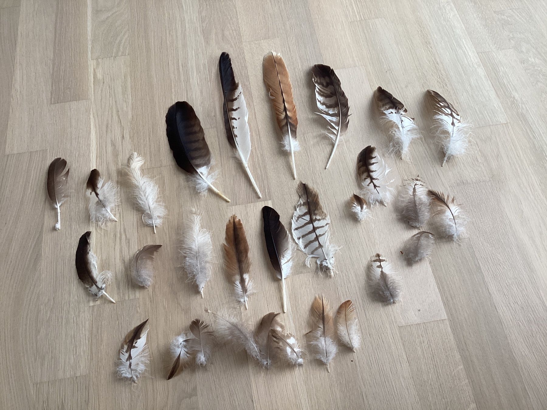 Welt der Tiere: Rotmilan und Mäusebussard Federn 2 – Gebraucht aus Flawil von Barschfreak