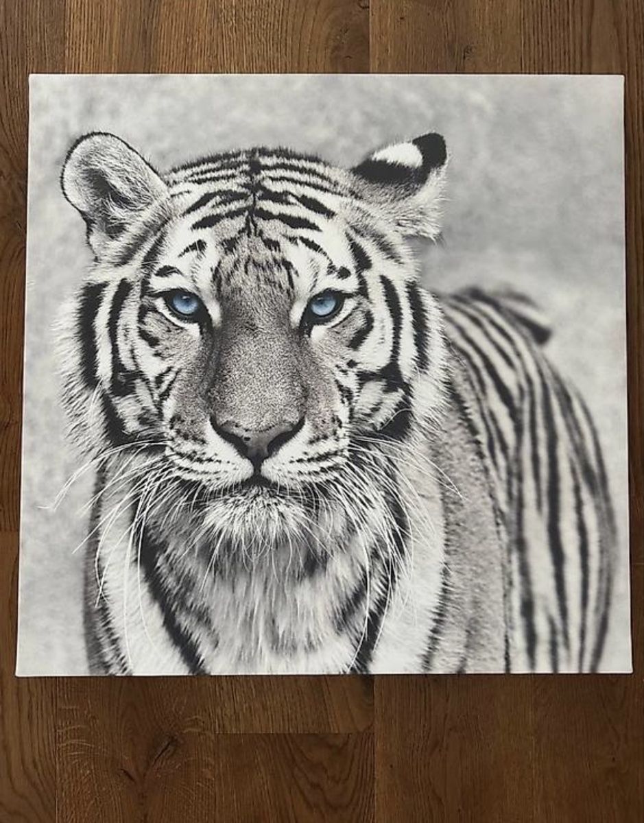 Foto & Immagini: Leinwandbild Tiger - neuwertig - 65x65cm – Usato da Wangen SZ venduto da Jaay_Sky