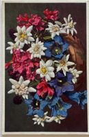 E. Gyger, Adelboden - Flora, Edelweiss
