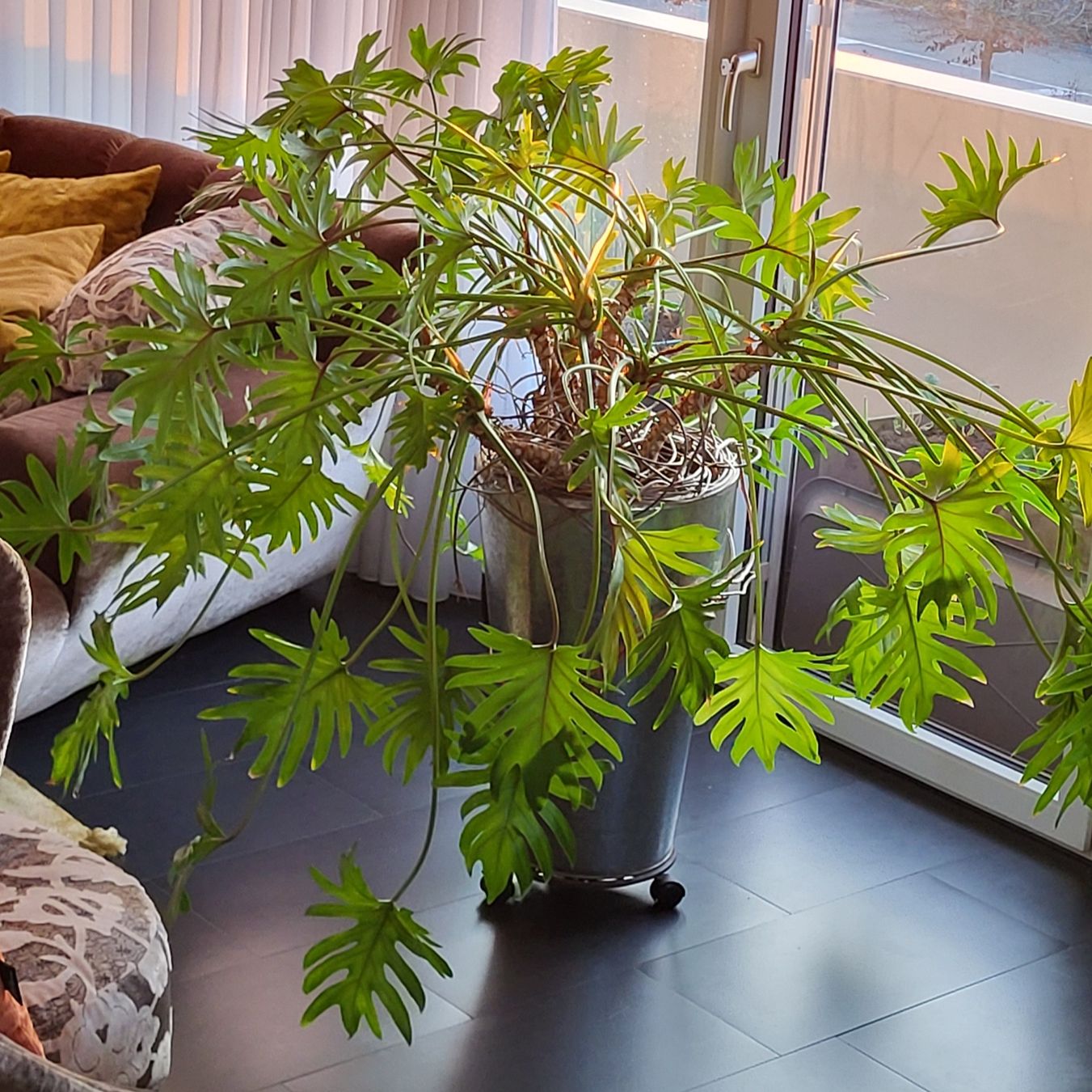 Piante & sementi: Grosser Philodendron Zimmerpflanze – Usato da islikon venduto da mir_8cbw 2